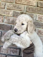 Maddie , a female Goldendoodle for sale in Destin, FL – Photo 1 of 3