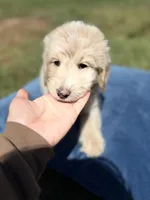 Mason , a male Goldendoodle for sale in Destin, FL – Photo 2 of 2