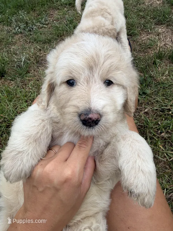 Mason  – Goldendoodle puppy for sale in Freeport, FL