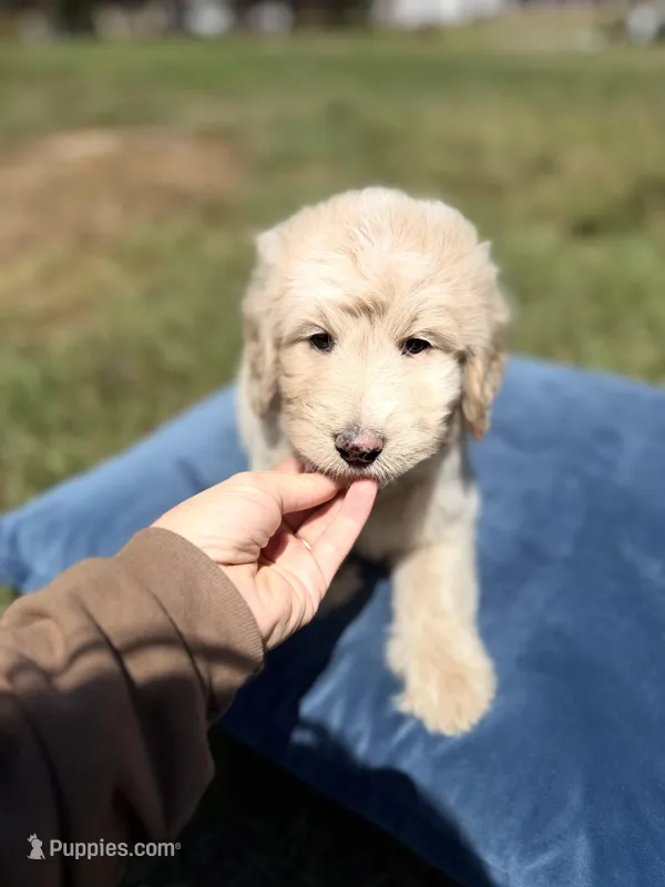 Mason  – Goldendoodle puppy for sale in Destin, FL