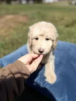 Mason , a male Goldendoodle for sale in Destin, FL – Photo 1 of 2
