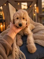 Mason , a male Goldendoodle for sale in Destin, FL – 1 of 3