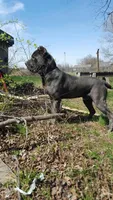 Puppy 1, a female Cane Corso for sale in Missouri, MO – Photo 4 of 4