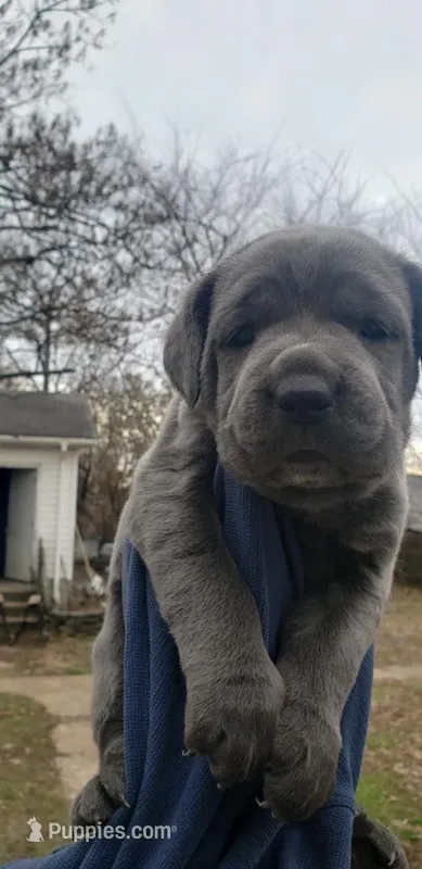 Puppy 1, a female Cane Corso for sale in Missouri, MO – Photo 1 of 4