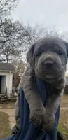 Puppy 1, a female Cane Corso for sale in Missouri, MO – Photo 1 of 4