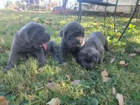 Puppy 1, a female Cane Corso for sale in Missouri, MO – Photo 3 of 4
