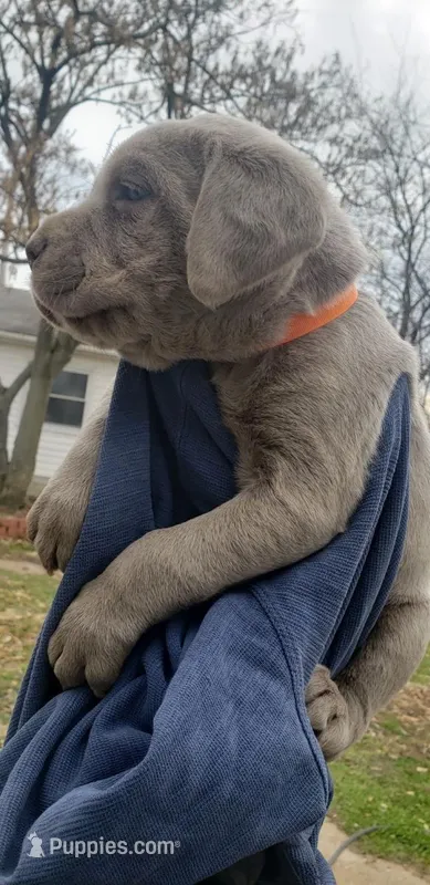 Puppy 2, a male Cane Corso for sale in Missouri, MO – Photo 1 of 5