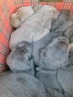 Puppy 2, a male Cane Corso for sale in Missouri, MO – Photo 2 of 5