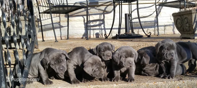 Puppy 1, a male Cane Corso for sale in St. Louis, MO – Photo 1 of 1