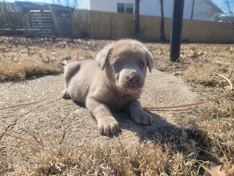 Puppy 1, a male Cane Corso for sale in Missouri, MO – Photo 1 of 4
