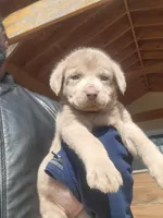 Puppy 1, a male Cane Corso for sale in Missouri, MO – Photo 2 of 4