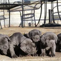 Puppy 1, a male Cane Corso for sale in St. Louis, MO – 1 of 1