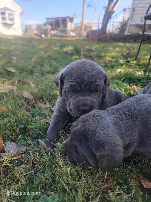 Puppy 3, a female Cane Corso for sale in Missouri, MO – Photo 1 of 4