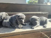 Puppy 3, a female Cane Corso for sale in Missouri, MO – Photo 2 of 4