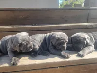 Puppy 3, a female Cane Corso for sale in Missouri, MO – Photo 4 of 4