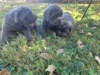 Puppy 3, a female Cane Corso for sale in Missouri, MO – Photo 3 of 4