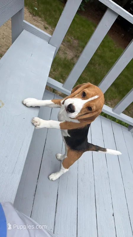 Maya – Beagle puppy for sale in East Falmouth, MA