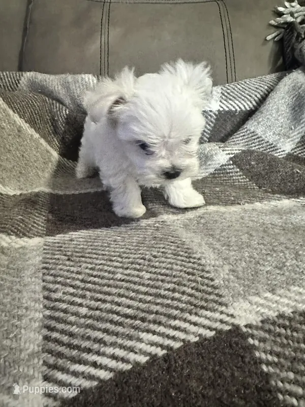 Prince – Maltese puppy for sale in Atlanta, GA