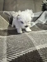 Prince, a male Maltese for sale in Atlanta, GA – 1 of 10