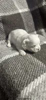 Jack , a male Maltese for sale in Atlanta, GA – 4 of 10