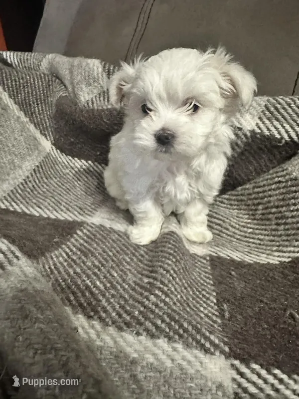 King  – Maltese puppy for sale in Atlanta, GA