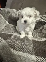 King , a male Maltese for sale in Atlanta, GA – 1 of 10