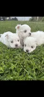 King , a male Maltese for sale in Atlanta, GA – 10 of 10