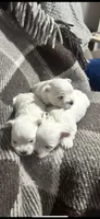 King , a male Maltese for sale in Atlanta, GA – 4 of 10