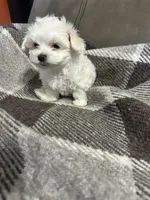 Jack , a male Maltese for sale in Atlanta, GA – 1 of 10
