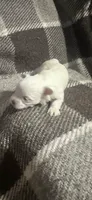 King , a male Maltese for sale in Atlanta, GA – 5 of 10