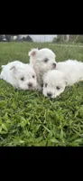 Prince, a male Maltese for sale in Atlanta, GA – 10 of 10