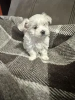 King , a male Maltese for sale in Atlanta, GA – 2 of 10