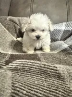 Jack , a male Maltese for sale in Atlanta, GA – 2 of 10