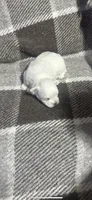 Prince, a male Maltese for sale in Pontotoc, MS – 3 of 5