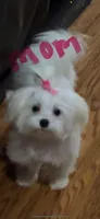 Jack , a male Maltese for sale in Atlanta, GA – 8 of 10