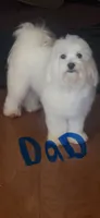 Jack , a male Maltese for sale in Atlanta, GA – 7 of 10