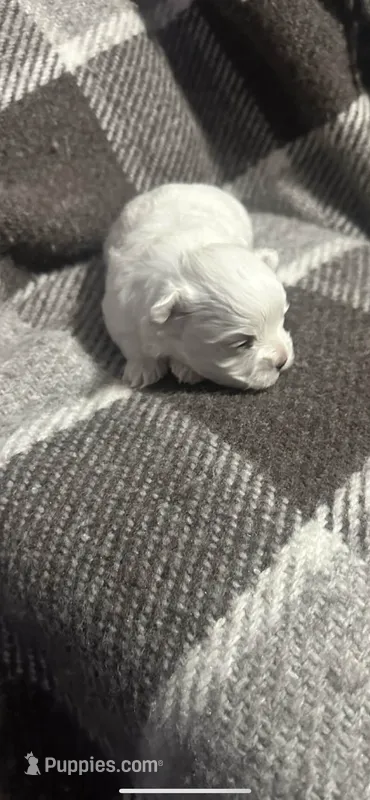 Prince – Maltese puppy for sale in Pontotoc, MS