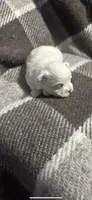 Prince, a male Maltese for sale in Pontotoc, MS – 1 of 5