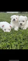 King , a male Maltese for sale in Atlanta, GA – 9 of 10