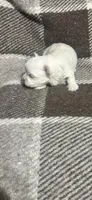 Jack , a male Maltese for sale in Atlanta, GA – 3 of 10