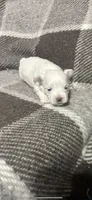King , a male Maltese for sale in Atlanta, GA – 3 of 10