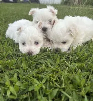 Prince, a male Maltese for sale in Atlanta, GA – 9 of 10