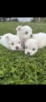 Jack , a male Maltese for sale in Atlanta, GA – 6 of 10