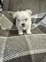 Prince, a male Maltese for sale in Atlanta, GA – 2 of 10