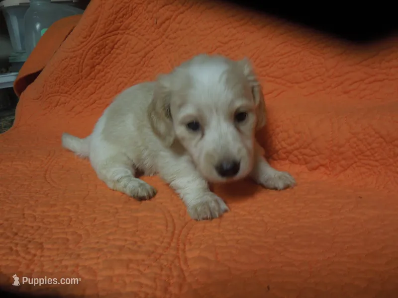 Freedom – Miniature Dachshund puppy for sale in Dahlonega, GA