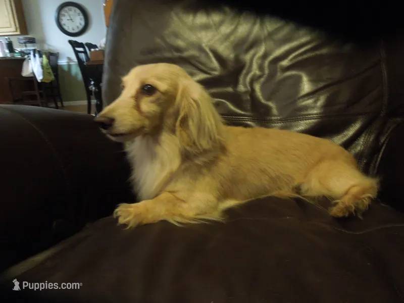 Biscuit – Miniature Dachshund puppy for sale in Dahlonega, GA