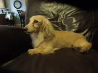 Biscuit, a male Miniature Dachshund for sale in Dahlonega, GA – 1 of 5