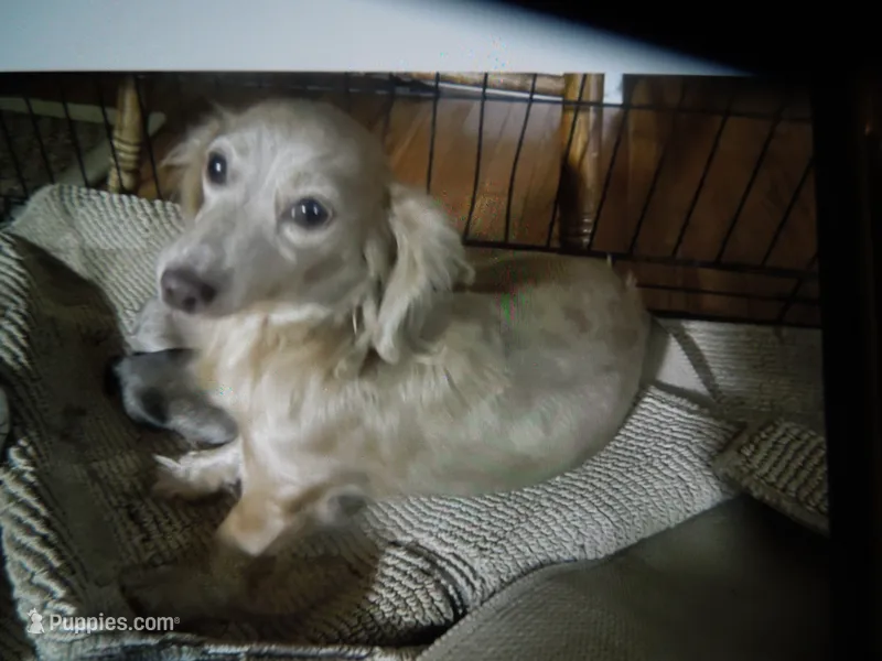 Valentine – Miniature Dachshund puppy for sale in Dahlonega, GA