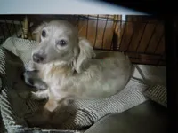 Valentine, a female Miniature Dachshund for sale in Dahlonega, GA – 1 of 2
