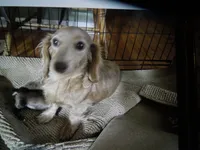 Valentine, a female Miniature Dachshund for sale in Dahlonega, GA – 2 of 2